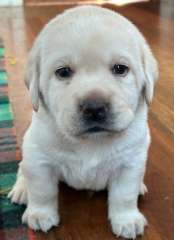 Labrador Puppies for sale 1X male and 6X females