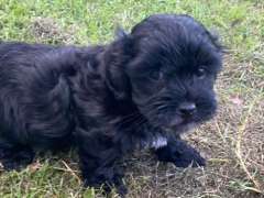 Cavalier Puppies