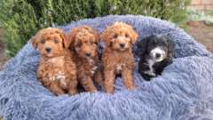 F1b mini poodle x dachshund puppies!