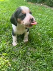 PUREBRED BEAGLE PUPPIES