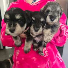 Pure Bred Miniature Schnauzer Pups