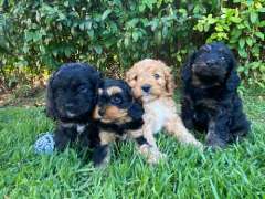 LAST CAVOODLE PUPPY LEFT!