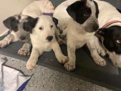 Bull Arab cross puppies for sale