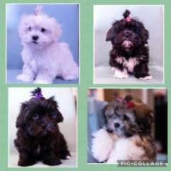 Purebred Lhasa Apso puppies registered breeder. Toilet trnd