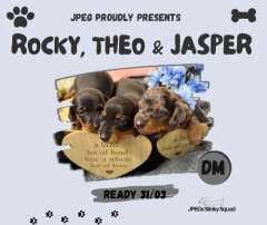 3 Purebred Male Miniature Dachshund Puppies For-Sale.