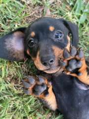 Miniature short hair Dachshund puppies