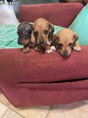 Dachshund minature ,short coat puppies , DAPPLED and Sable 