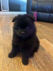 German Spitz Puppies 