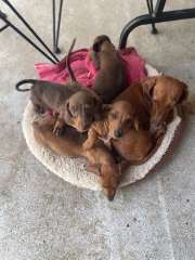 3clours to choose , minature,pure bred ,vac ,microchipped 