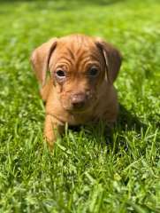 Dachshund puppies - Miniature smooth haired