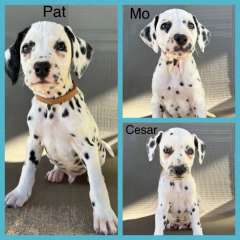 Purebred Dalmatian Puppies