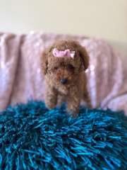 Three female miniature poodle puppies 