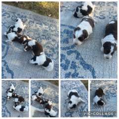 Border Collie puppies for Sale