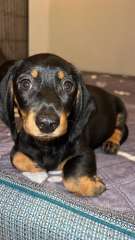 2 Gorgeous Female Dachshund Ready for forever family