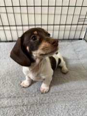 Long &amp; Short Haired Piebald Miniature Dachshunds
