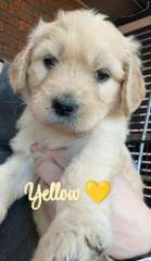 F2 Groodle (Golden Doodle) Puppies - Males &amp; Females