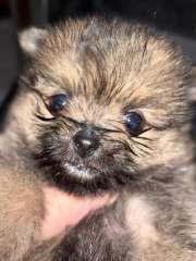 Jack Russell cross Pomeranian 