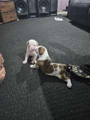 Pure bred American  bulldog