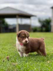 Purebred Australian Shepherd Puppies